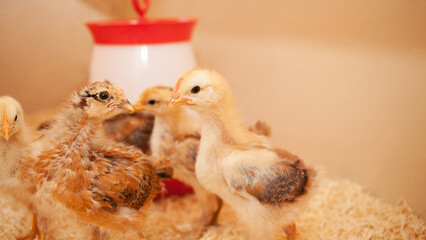 Chicks in chicken coop, sawdust litter, wooden house for chickens. Concept of housekeeping. teenage molting © Valeriia