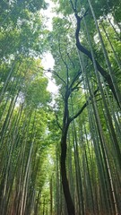 대나무숲, 竹林, a bamboo grove 