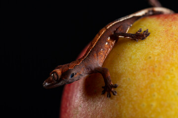 Gecko studio close up