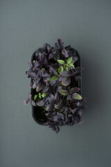 Box with microgreen sprouts of purple basil on gray background. Top view, flat lay, close up.