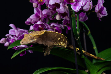 Gecko studio close up