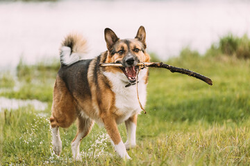 Funny mixed breed Dog Play With Wooden Stick In Park.