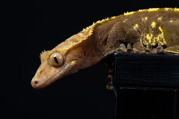 Gecko studio close up