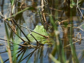 Frosch im Wasser von Hinten