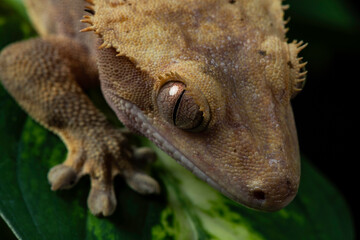 Gecko studio close up