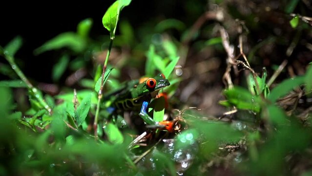 Red-eyed tree frog Agalychnis callidryas in natural unpolluted rainforest jungle in central America