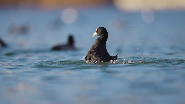 Eurasian coot enjoying cold fresh water continually diving and splashing- static shot.