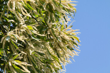 Naklejka premium Châtaignier en fleurs