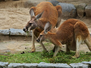 仲良く食事する３頭のカンガルー
