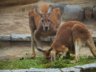 仲良く食事する２頭のカンガルー
