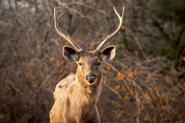 Wild male Sambar deer or rusa unicolor close up or portrait with long antlers head shot in dry hot summer season safari at ranthambore national park forest reserve sawai madhopur rajasthan india asia