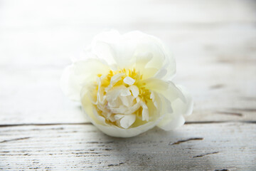 Peony in bloom