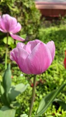 photo of blooming pink tulip flower