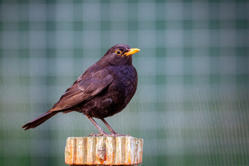 The common blackbird (Turdus merula) is a species of true thrush. It is also called the Eurasian blackbird 