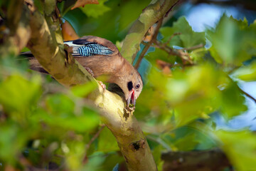 Obraz premium The Eurasian jay is a species of passerine bird in the crow family Corvidae.
