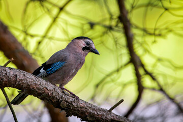 The Eurasian jay is a species of passerine bird in the crow family Corvidae.