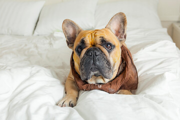 French bulldog basking in a white bed.