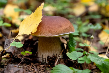 Porcini or Boletus mushroom with yellow birch leaf on cap grows in autumn forest