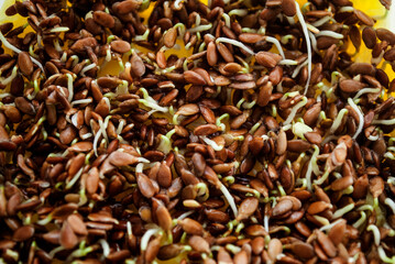 Germinate flax. Flax seeds for micro greens. Full frame, background.