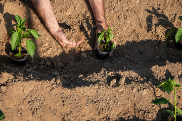 Mature man planting pepper seedlings in a greenhouse. Seedlings of sweet pepper.