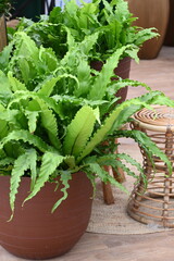 Beautiful house plants to decorate the living room or office. High quality photo