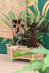 Obraz premium Beautiful house plants to decorate the living room or office. High quality photo