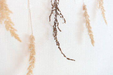 Naklejka premium Plants for herbarium on a white background. Copy space