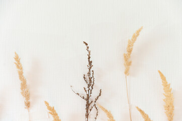 Several dried flowers on a white background. Copy space