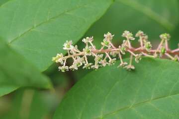 ヨウシュヤマゴボウの葉に囲まれた穂状の花と蕾。花多め。穂先寄りの半分のアップ