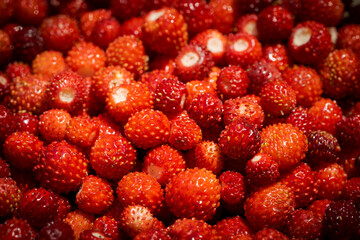 Full frame close up of pile of fresh ripe red wild strawberries harvested from garden in summer