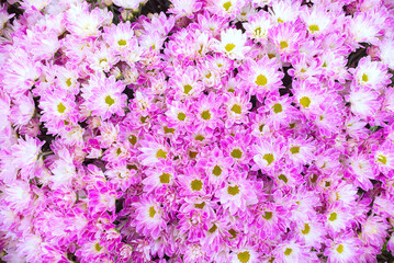 Beautiful purple flower and pink pattern background (design flower background)