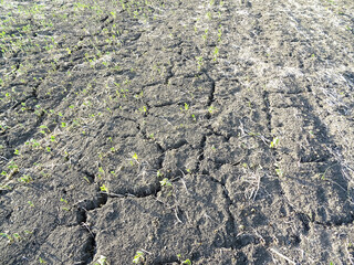 Soybean crop destroyed due to drought in the field