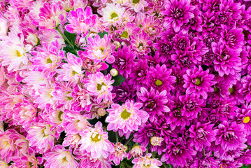 Beautiful purple flower and pink pattern background (design flower background)