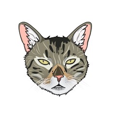Sticker of seriously cat with pink nose.