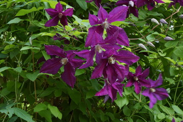 Star-shaped violet-blue flowers of a climbing vine. Star-shaped violet-blue flowers of a climbing vine. Clematis The President



