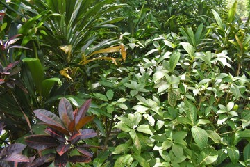 奄美大島、原生林、草木、樹木、緑、観葉植物