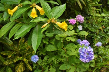 奄美大島、原生林、草木、樹木、緑、観葉植物