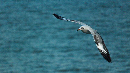 Albatross bird in the sky - A Laysan Albatross, Action wildlife scene from the ocean.