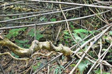 奄美大島、森林、青空、モダマ、藻玉、豆の木、ツル、ジャングル、さや、モダマ自生地、住用