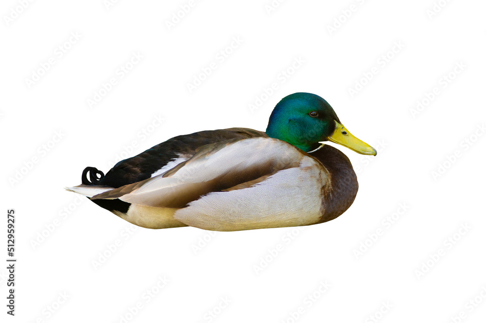 Wall mural male duck or mallard (Anas platyrhynchos) isolated on white