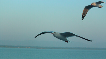 Fototapeta na wymiar Albatross bird in the sky - A Laysan Albatross, Action wildlife scene from the ocean.