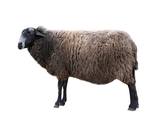 big sheep isolated on white