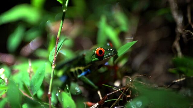 red-eyed tree frog close up in jungle of Central America, Agalychnis callidryas slow motion detailed close up
