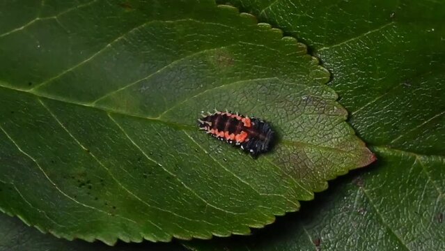 Harlequin ladybird larva shedding outer skin to begin pupa phase