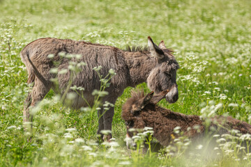 Cute portrait of a dwarf donkey in summer on a wildflower pasture outdoors