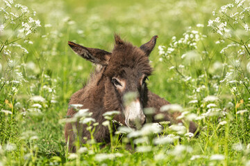 Cute portrait of a dwarf donkey in summer on a wildflower pasture outdoors