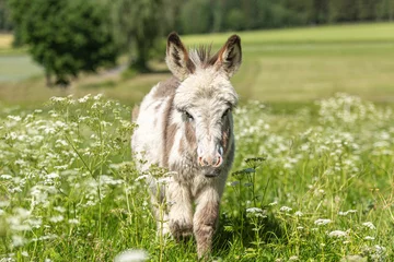 Foto auf Leinwand Cute portrait of a dwarf donkey in summer on a wildflower pasture outdoors © Annabell Gsödl
