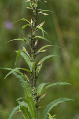Plante envahie de pucerons