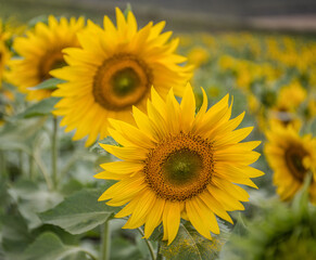 Fototapeta premium Girasol