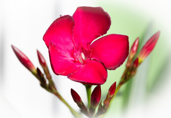 Nerium oleander, commonly known as oleander or nerium, is a fast growing shrub or small tree as subfamily Apocynoideae of the dogbane family Apocynaceae and is cultivated worldwide.
